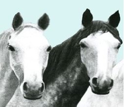 Photo of some equine members of the Victoria Police Force