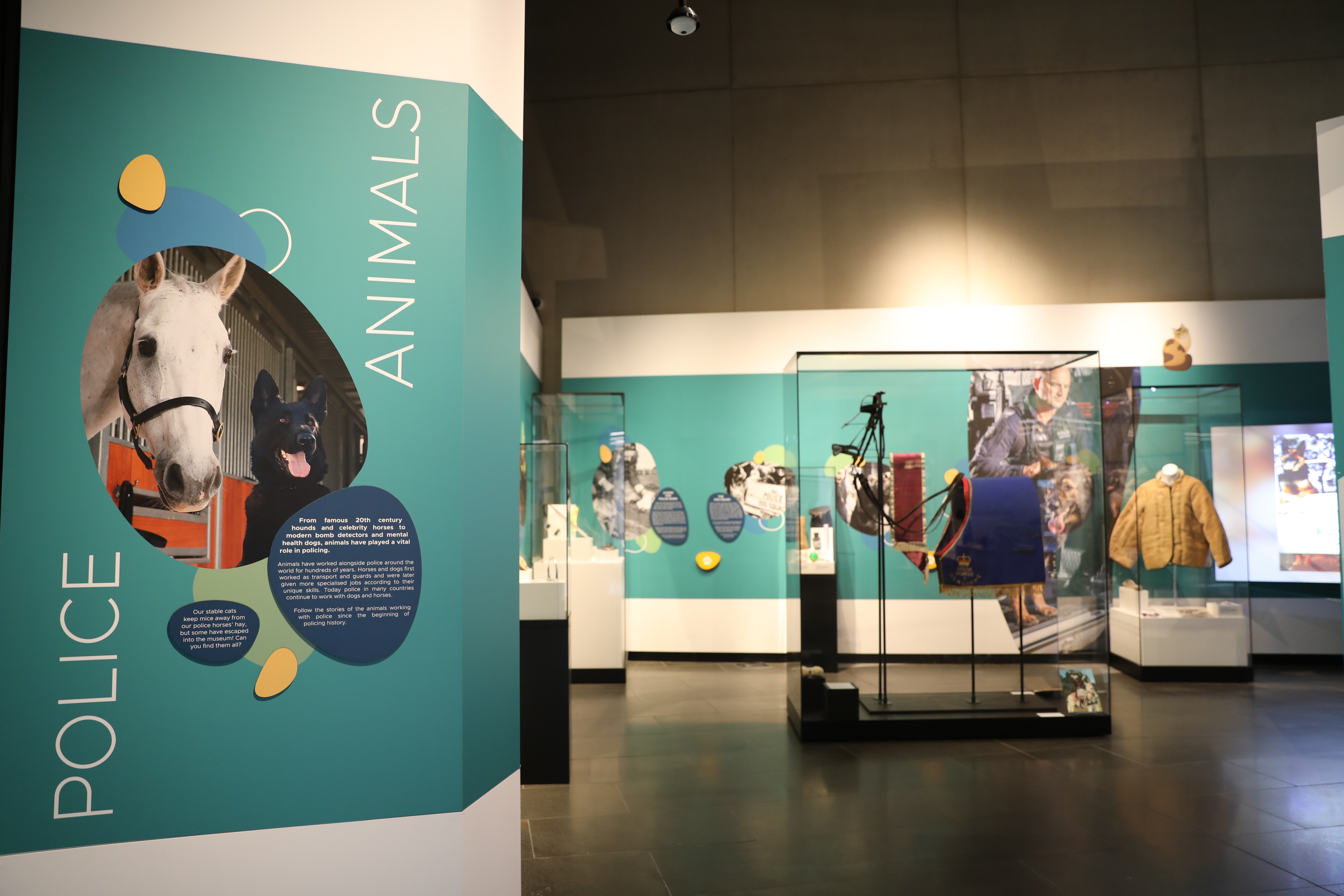 An exhibition about police animals, with blue colourful walls and large showcases with objects inside